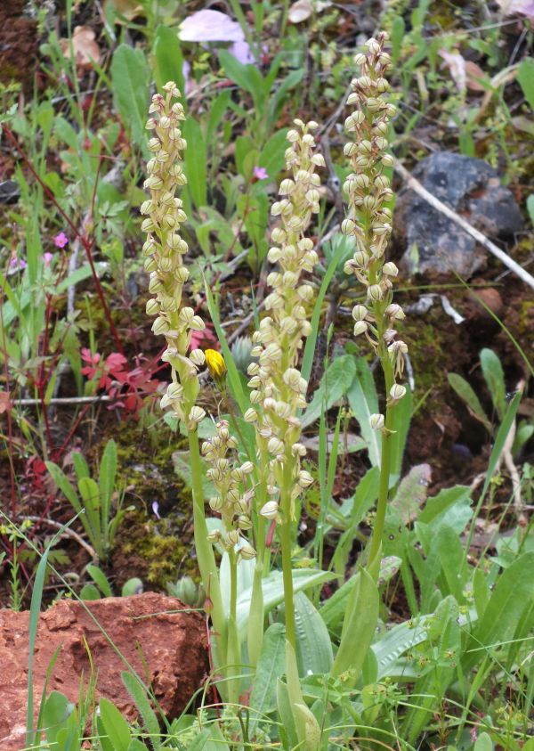 Man Orchid Orchis anthropophora