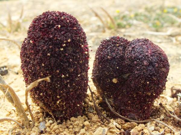 Cynomorium coccineum - Maltese Fungus still alive and well in the Algarve