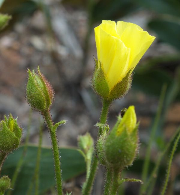 Portuguese Sundew Drosophyllum lusitanicum