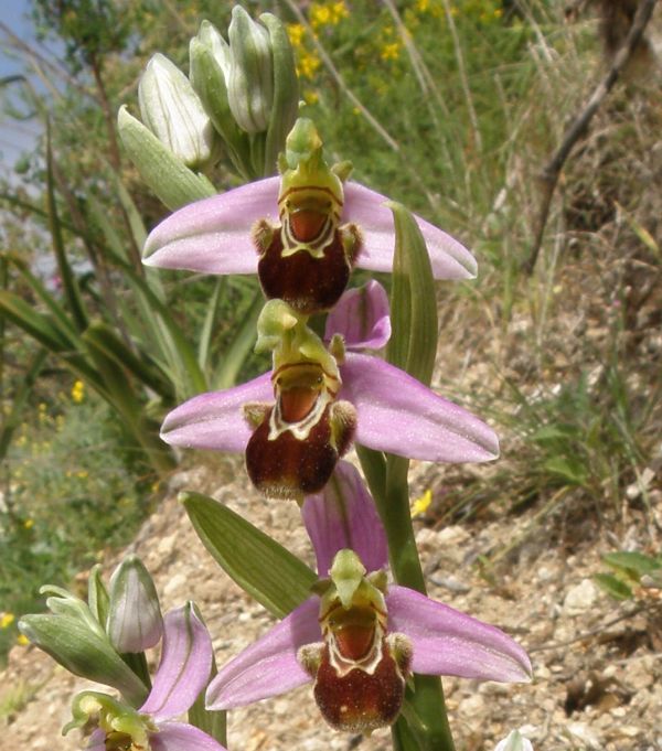 The Bee Orchid Ophrys apiifera