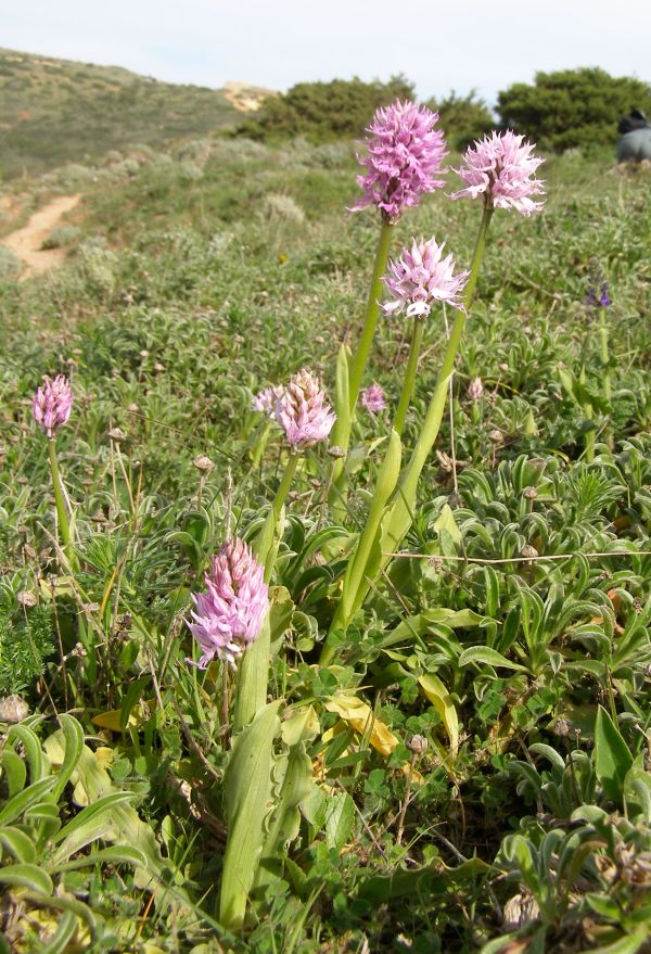 Naked Man Orchid Orchis italica
