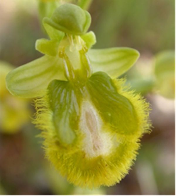 Ophrys speculum hypochromatic form
