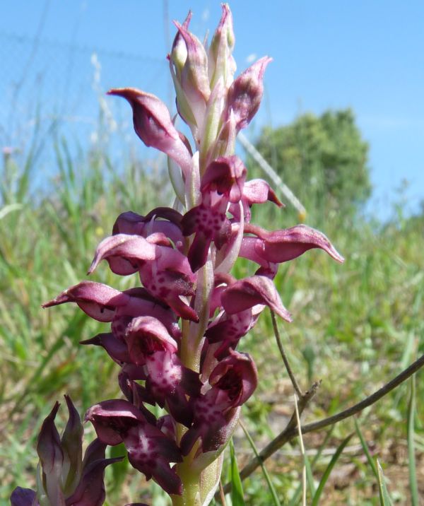 Bug Orchid - Orchis coriophora