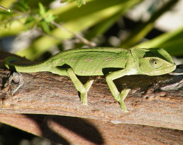 European Chameleon - green colouring