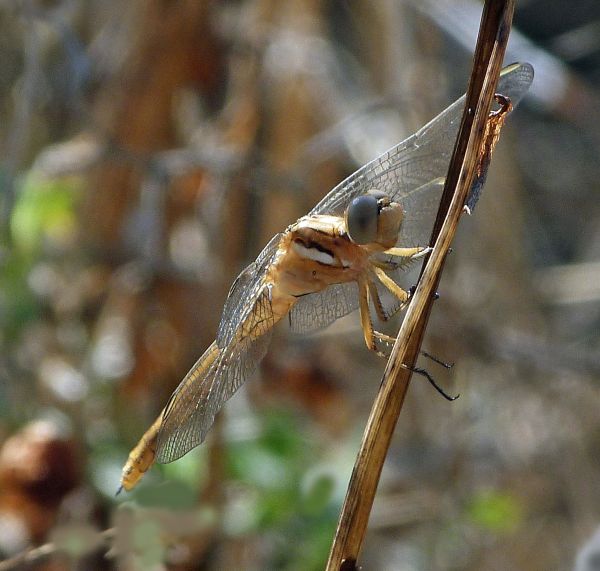 A female Epaulet Skimmer
