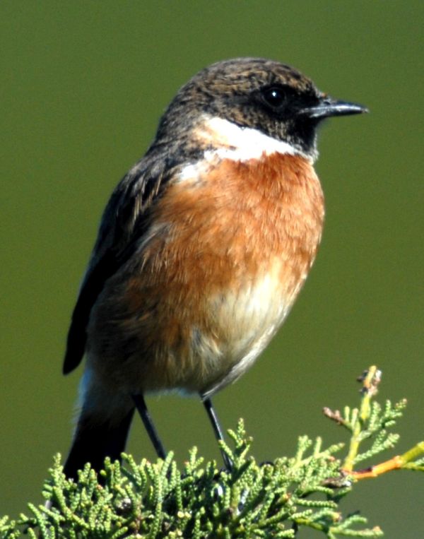 Young Stonechat