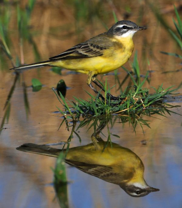 Yellow Wagtail