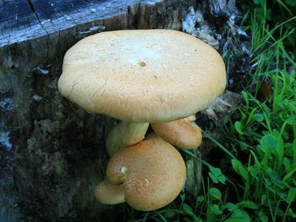 Gymnopilus junonius