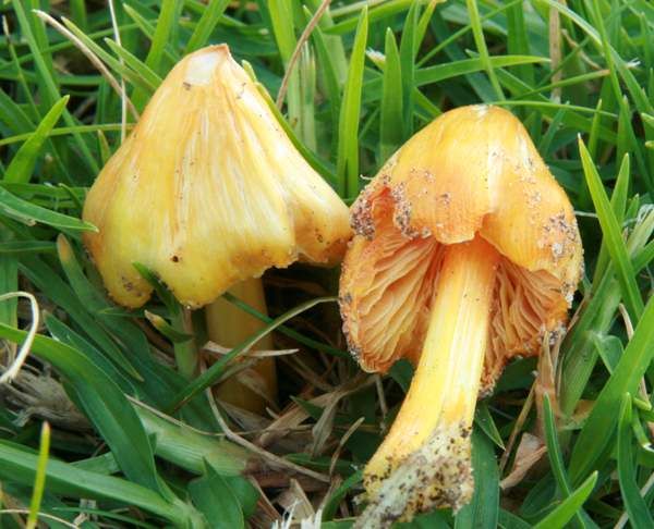 Hygrocybe acutoconica