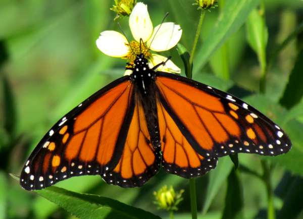 Male Monarch Buttefly