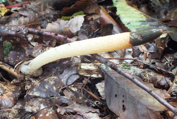 Mutinus caninus - Dog stinkhorn