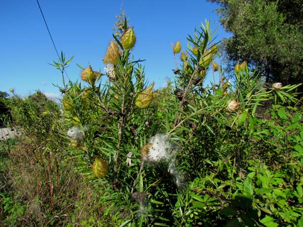 Bristle-coated Silkweed