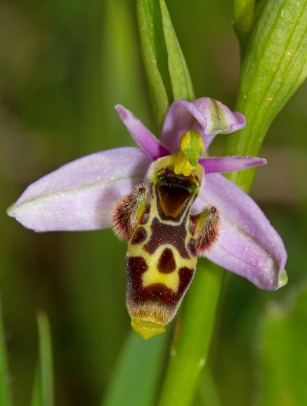 Woodcock Orchid