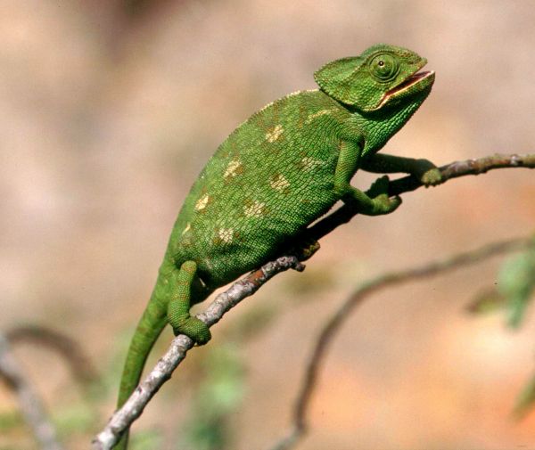 The European Chameleon