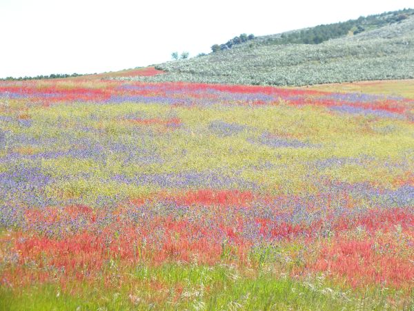 The meadows change colour throughout the spring and early summer
