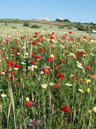 A flower-filled meadow in the Algarve