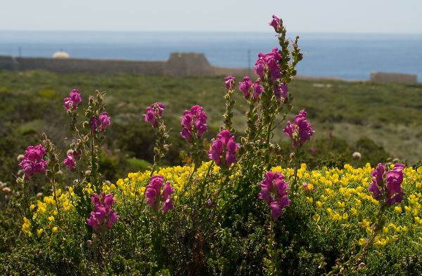 Wildflowers at Cape St Vincent