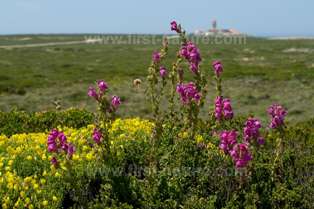 Wildflowers at Cape St Vincent