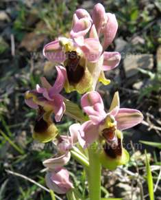The Sawfly Orchid is one of the rare orchids to be found in the parque