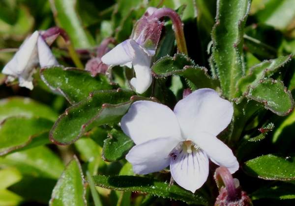 Shrubby Violet Viola arborescens