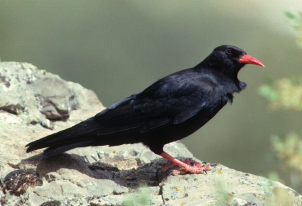 Choughs at the Cape