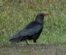Choughs at the Cape