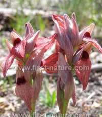 Serapias cordigera - Heart-flowered Orchid
