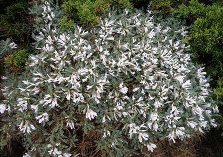 Astragalus tragacantha ssp. vicentinus