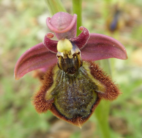 Hybrid orchid between Ophrys speculum and Ophrys tenthredinifera