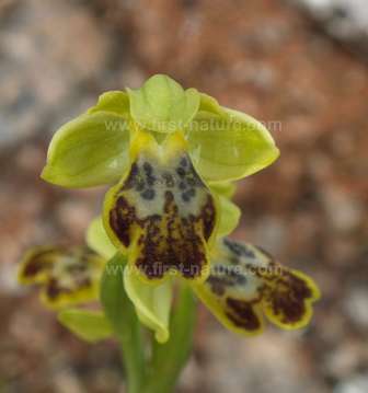 Hybrid between Ophrys lutea and Ophrys fusca