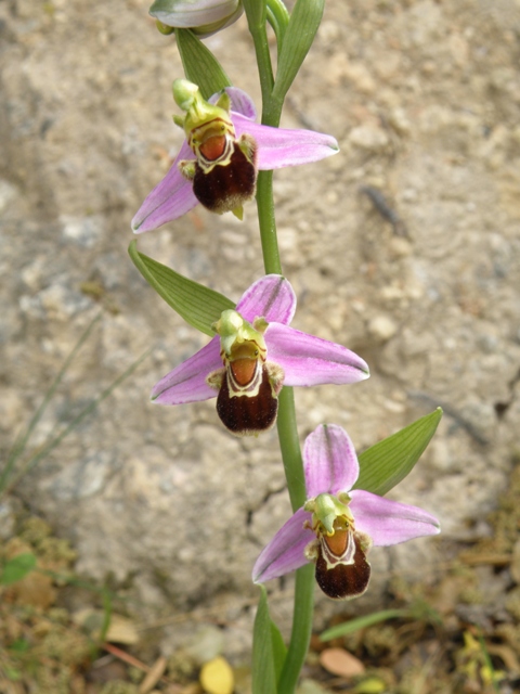 The Bee Orchid Ophrys apiifera