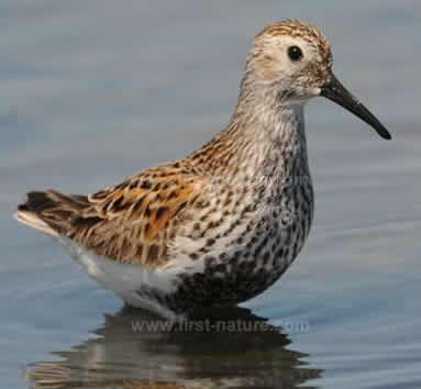 Dunlin - Calidris alpina