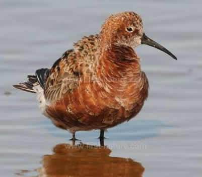 Curlew Sandpiper - Calidris ferruginea