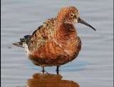 Calidris ferruginea
