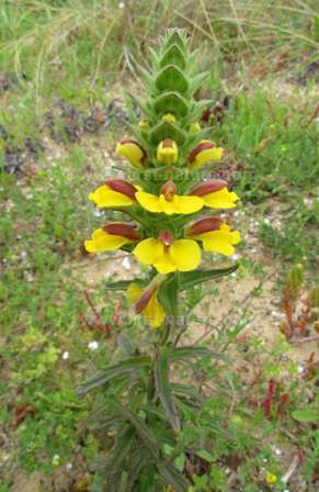 Yellow form of Bellardia Trixago