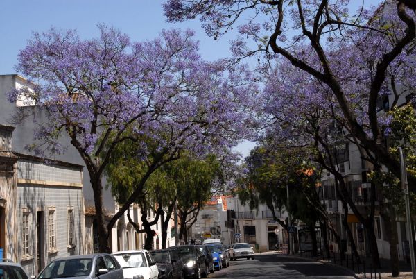 The preetty town of Tavira