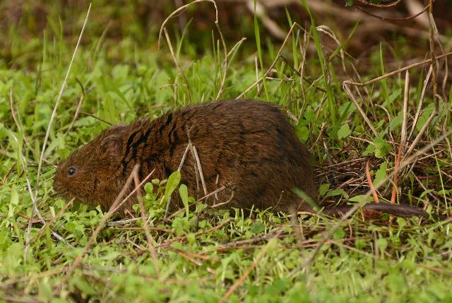Southern Water Vole