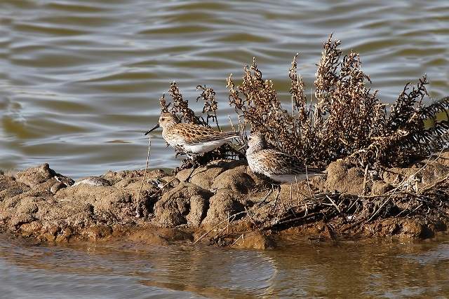 Dunlin 4