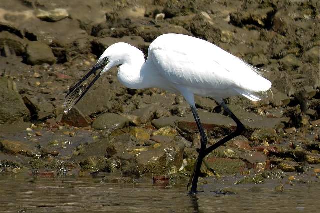 Little Egret 7