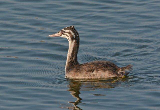 Great Crested Grebe 1