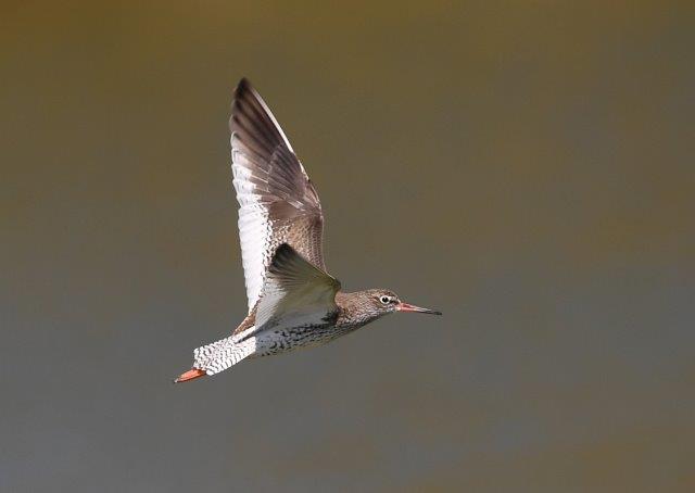 Common Redshank - Tringa totanus3