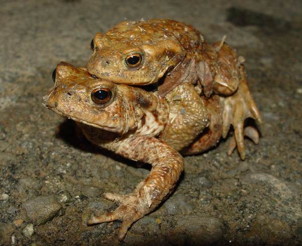 Mating Common Toads
