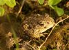 Epidalea calamita - Natterjack Toad - picture: Piet Spaans, Wikipedia