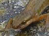  Lissotriton vulgaris - Common Newt