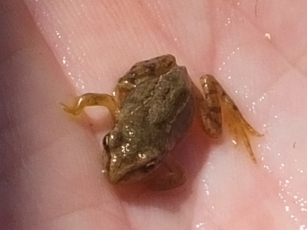 Froglet in Wales, late May