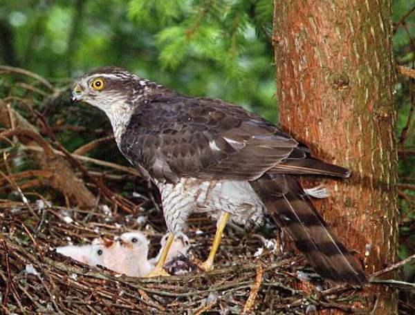 Accipiter nisus, Sparrowhawk, with young