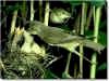 Reed warblers