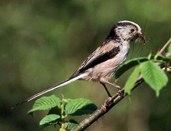 Aegithalos caudatus, Long-tailed Tit with a cranefly
