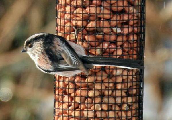 Long-tailed Tit on nut feeder