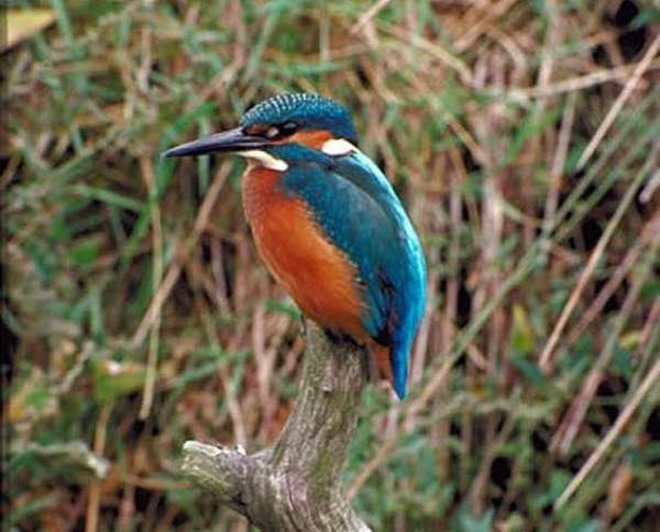 Alcedo atthis, Kingfisher -  CCW picture